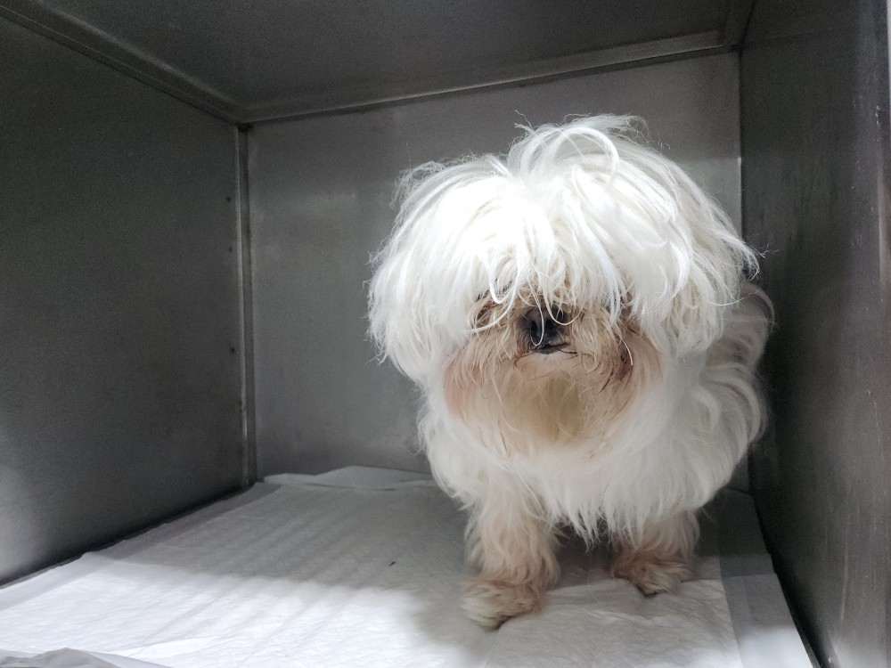광주동물보호센터_429362202500191